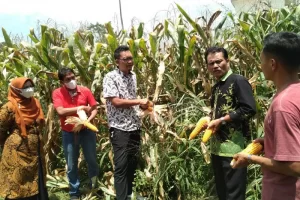 Mahasiswa pertanian UM Sumbar panen tiga ton jagung