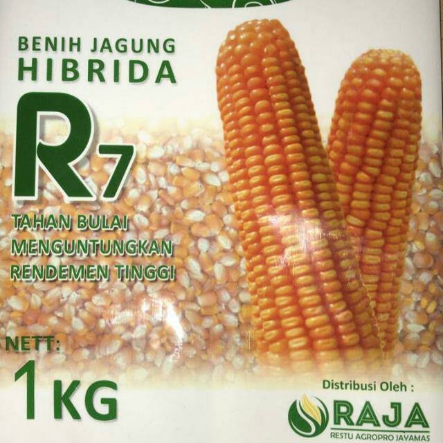 Pemkab Kukar Kaltim Serius Kembangkan Jagung Hibrida R7