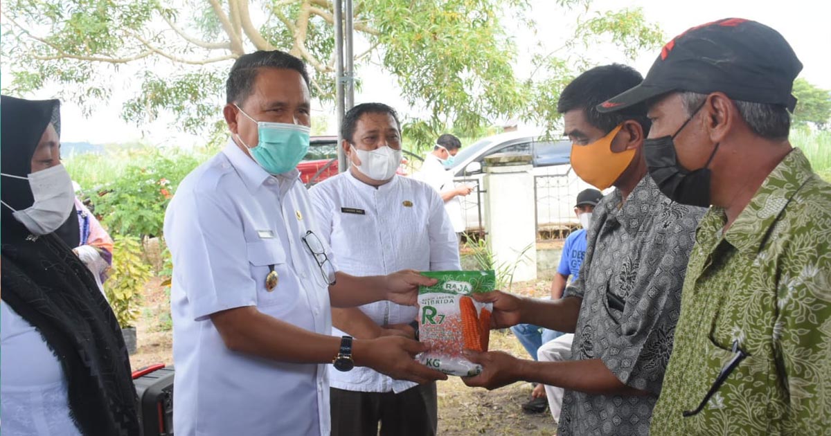 Anas Jusuf Serahkan Bantuan Benih Jagung R7 dan Tomat kepada Kelompok Tani