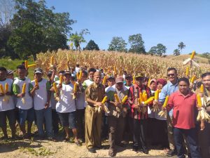 Panen Perdana Jagung Hibrida R. 007, Bupati Darwis : Tahun 2020 Bibit Gratis Untuk Masyarakat