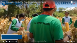 Panen Raya Jagung Hibrida R7 di Pulau Semau, Kabupaten Kupang