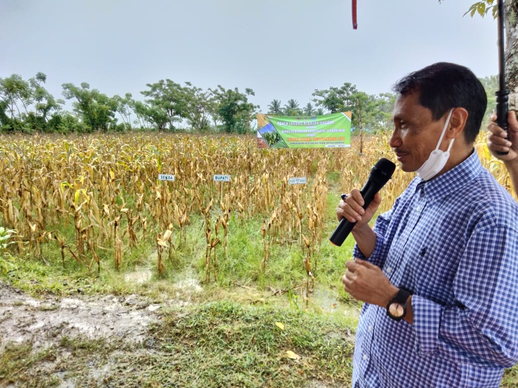 Bupati Nelson Apresiasi Yayasan Lihawa Bisa Panen Jagung