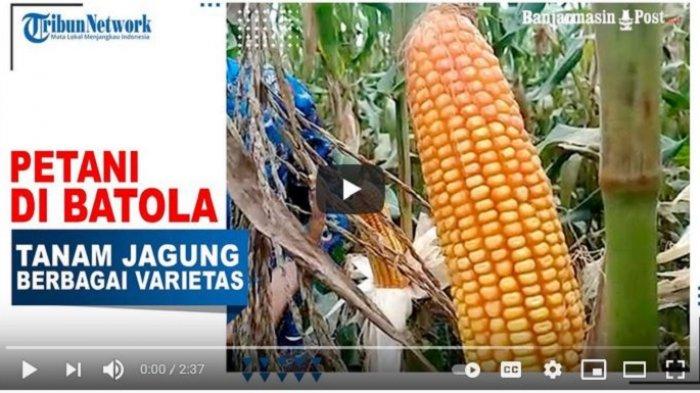 VIDEO Aksi Petani Batola Ini Patut Ditiru,  Sukses Tanam Jagung Berbagai Varietas