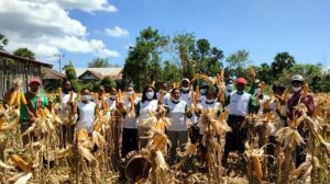 Panen Raya Jagung Hibrida R7 di Pulau Semau, Kabupaten Kupang