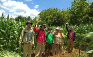 Rembang Sukses Panen Benih Jagung Hibrida