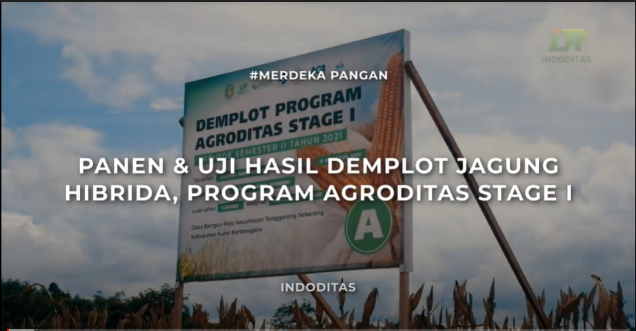 Penen & Uji Hasil Demplot Jagung Hibrida, Program Agroditas Stage I