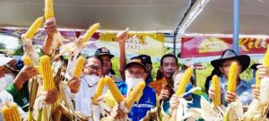 Panen raya jagung varietas Hybrida R7 di kawasan Samota di prakarsai oleh PT. Agropro Jaya Mas