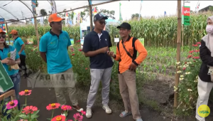 Jagung R7, Jagung lokal yang patut dibanggakan!