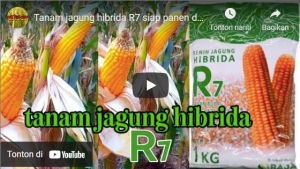 Tanam jagung hibrida R7 siap panen di usia 100 HST