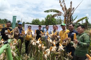 Panen Raya R7 di Provinsi Riau