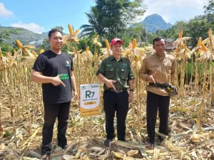 Potensi Pertanian Jagung R7 Meningkatkan Kesejahteraan Petani di Garut Selatan