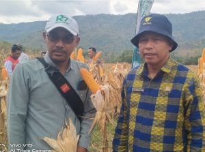 Kepala Dinas Pertanian dan Perkebunan Memberikan Tanggapan Positif Terhadap Pengembangan Varietas Jagung Raja Tujuh di Kabupaten Dompu