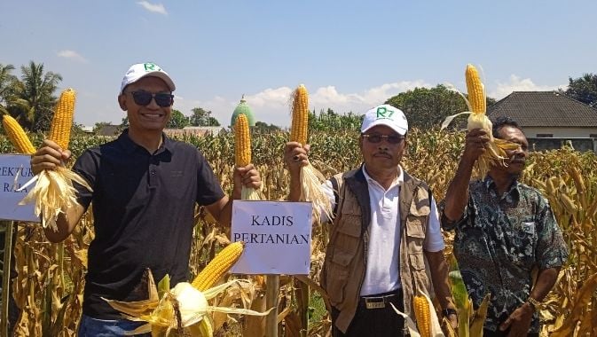 PANEN RAYA! Suksesnya Bibit Jagung R7 di Desa Jenggik Lombok Timur, Mampu Hasilkan 13,7 Ton Per Hektare