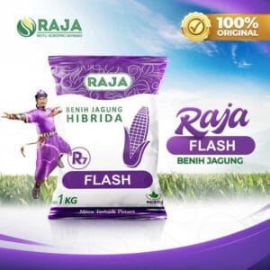 Benih Jagung Hibrida RAJA R7 Flash - 1kg