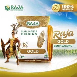 Benih Jagung Hibrida RAJA R7 Gold - 1kg