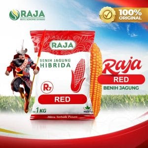 Benih Jagung Hibrida RAJA R7 Red - 1kg