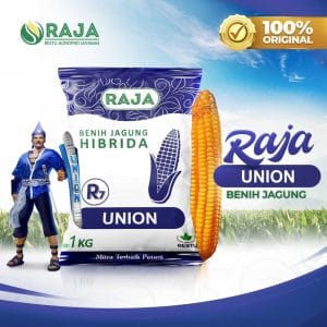 Benih Jagung Hibrida RAJA R7 Union - 1kg