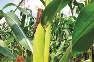 PT RAJA: Hasilkan Benih Hibrida Jagung Berkualitas dengan Pengawasan Mutu Optimal